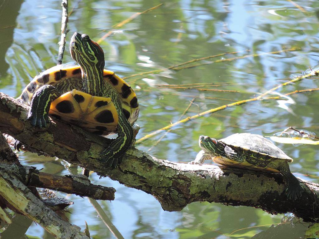 Красноухая черепаха: фото, кормление и уход, условия содержания красноухой черепахи в домашних условиях