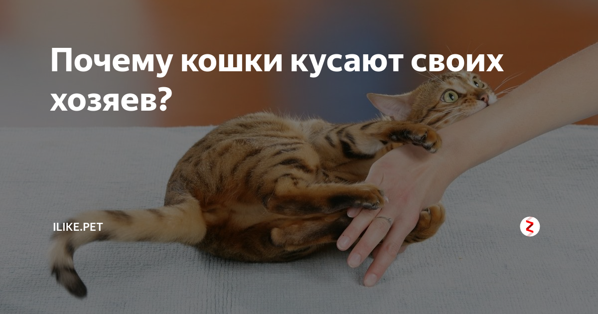 Почему котенок царапается и кусается? ответ | блог ветклиники "беланта"