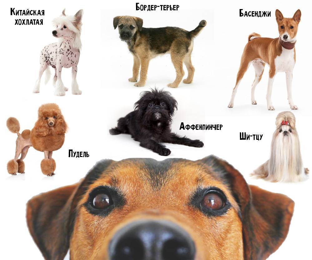 Гипоаллергенные породы собак ? топ-30 собак для аллергиков и астматиков | petguru