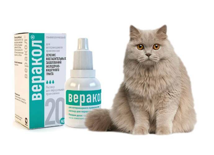 Какие лекарства можно самостоятельно давать котам против поносов дома
