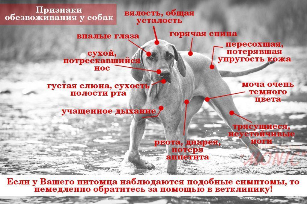 Собака вялая и дрожит (озноб и вялость): почему питомца трясет мелкой дрожью и он не ест, отказывается от еды