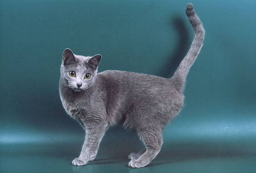 Короткошерстные породы кошек: названия, фото и описание самых популярных
