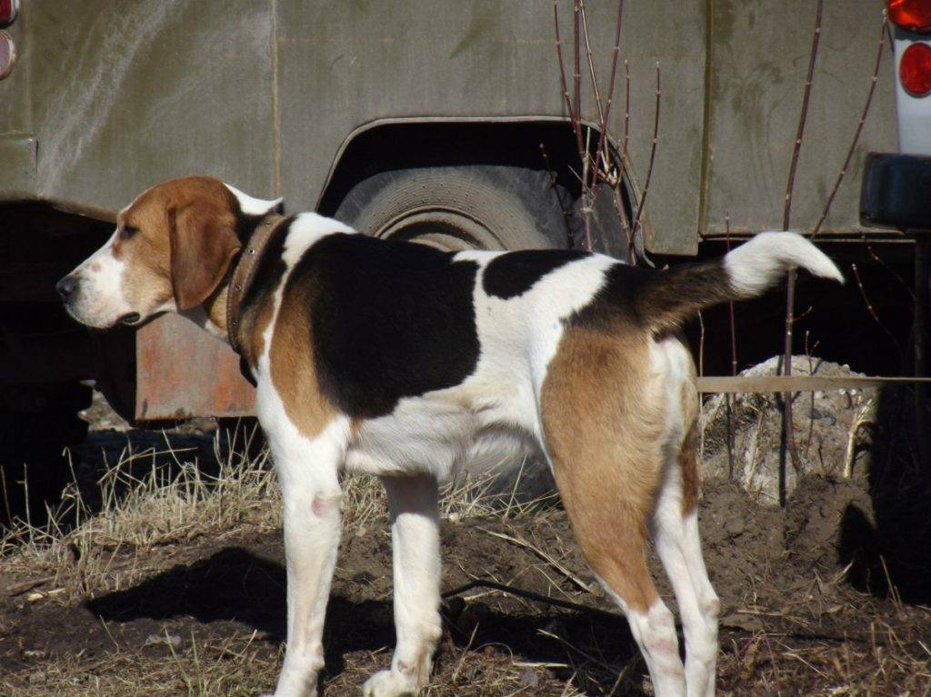 Русская гончая (фото): идеальная собака для тех, кто любит охоту