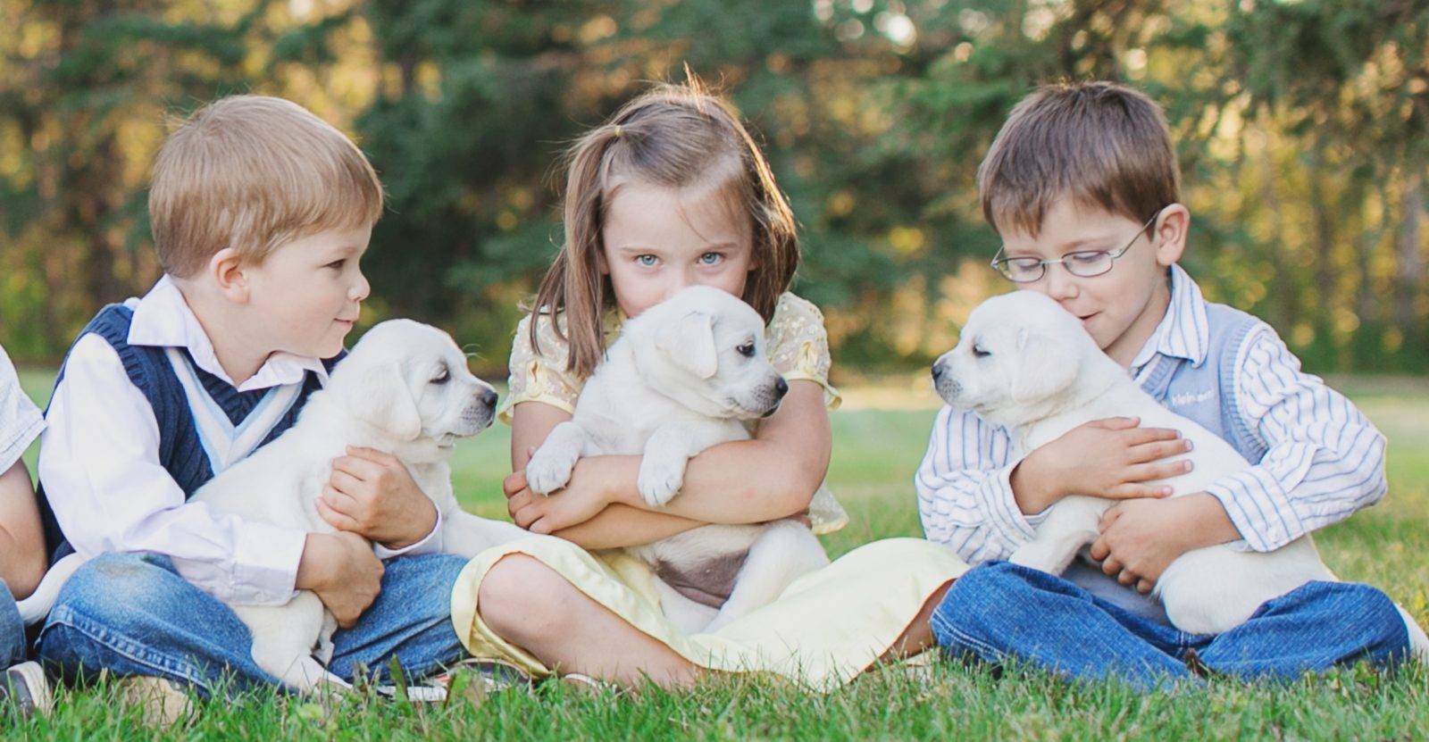 Обзор самых лучших, умных и добрых пород собак для семей с детьми