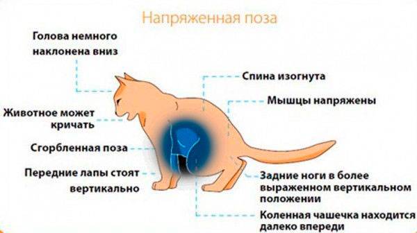 Кашель у кота: выясняем причину и помогаем ему с данным недугом