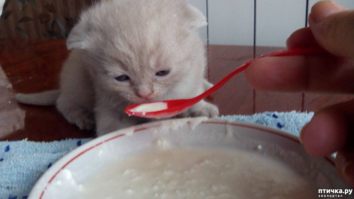 Со скольки месяцев можно давать котятам. Белый котенок ест. Приучения котят кушать. Котенок завтракает. Котенок в каше.