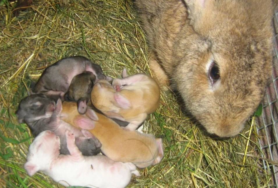 Беременность и роды у декоративныx кроликов