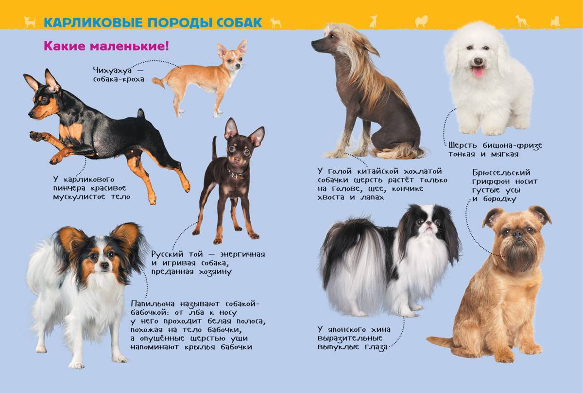 ᐉ самая древняя порода собак - фото и описание - zoovet24.ru
