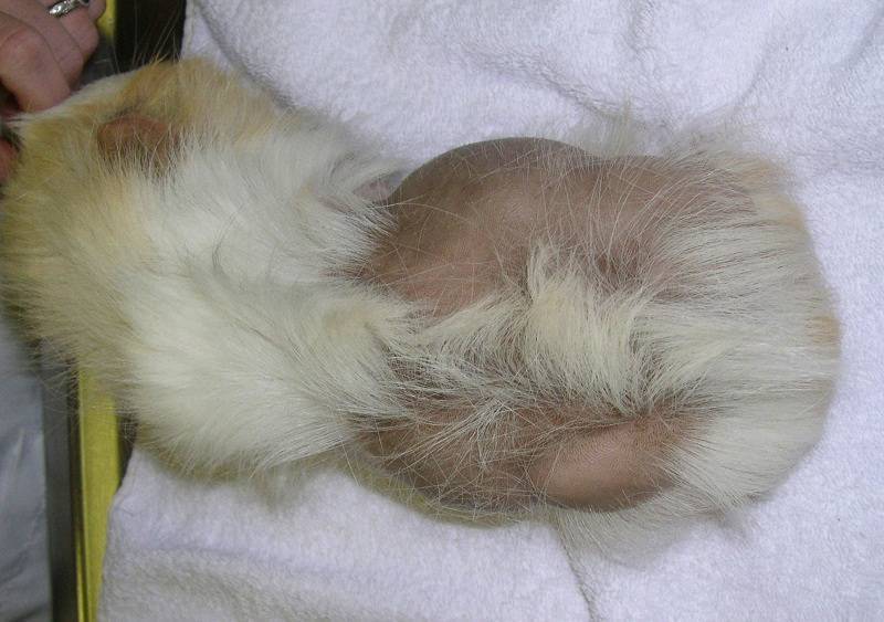 Болезни кожи морских свинок и их лечение