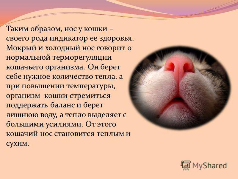 Какой должен быть нос у здоровых кошек, котов и котят и что делать, если он сухой, тёплый или горячий