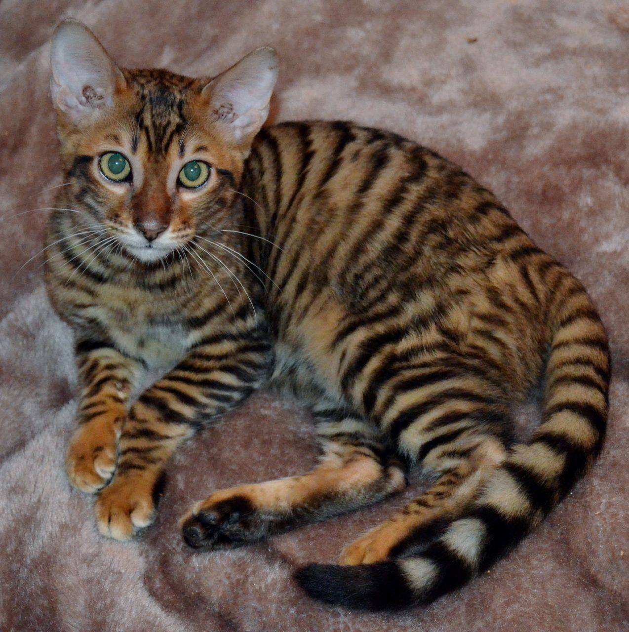 Окрас табби у кошек – макрель, или тигровый, классический и пятнистый: какие породы могут его иметь?