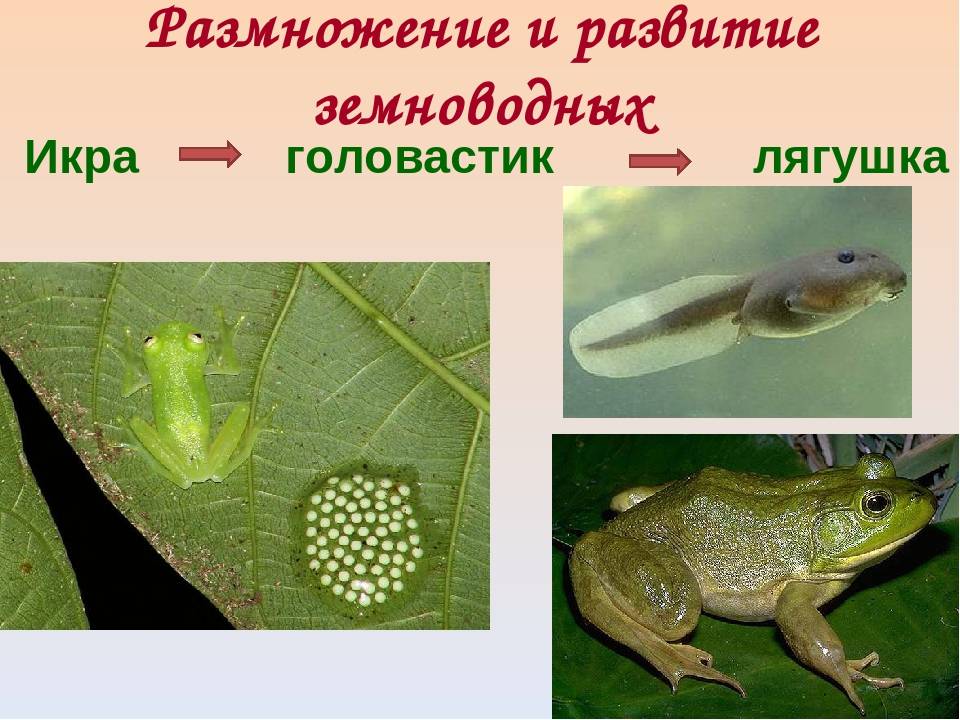 Травяная лягушка | мир животных и растений
