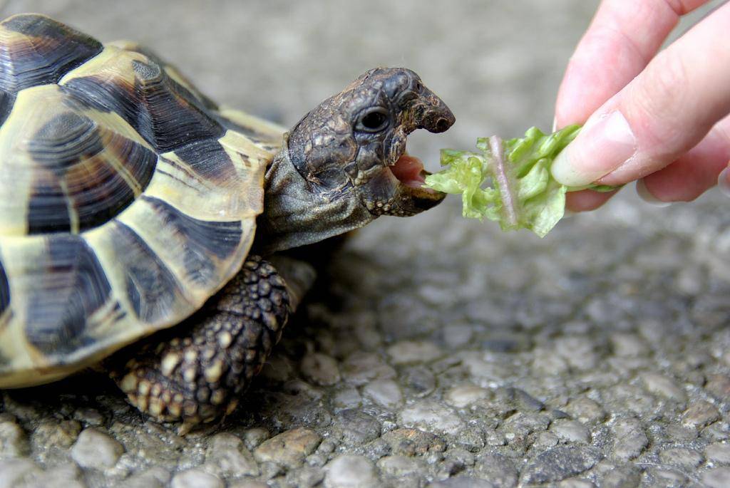 Что в домашних условиях едят черепахи: чем кормить сухопутных и водных черепашек