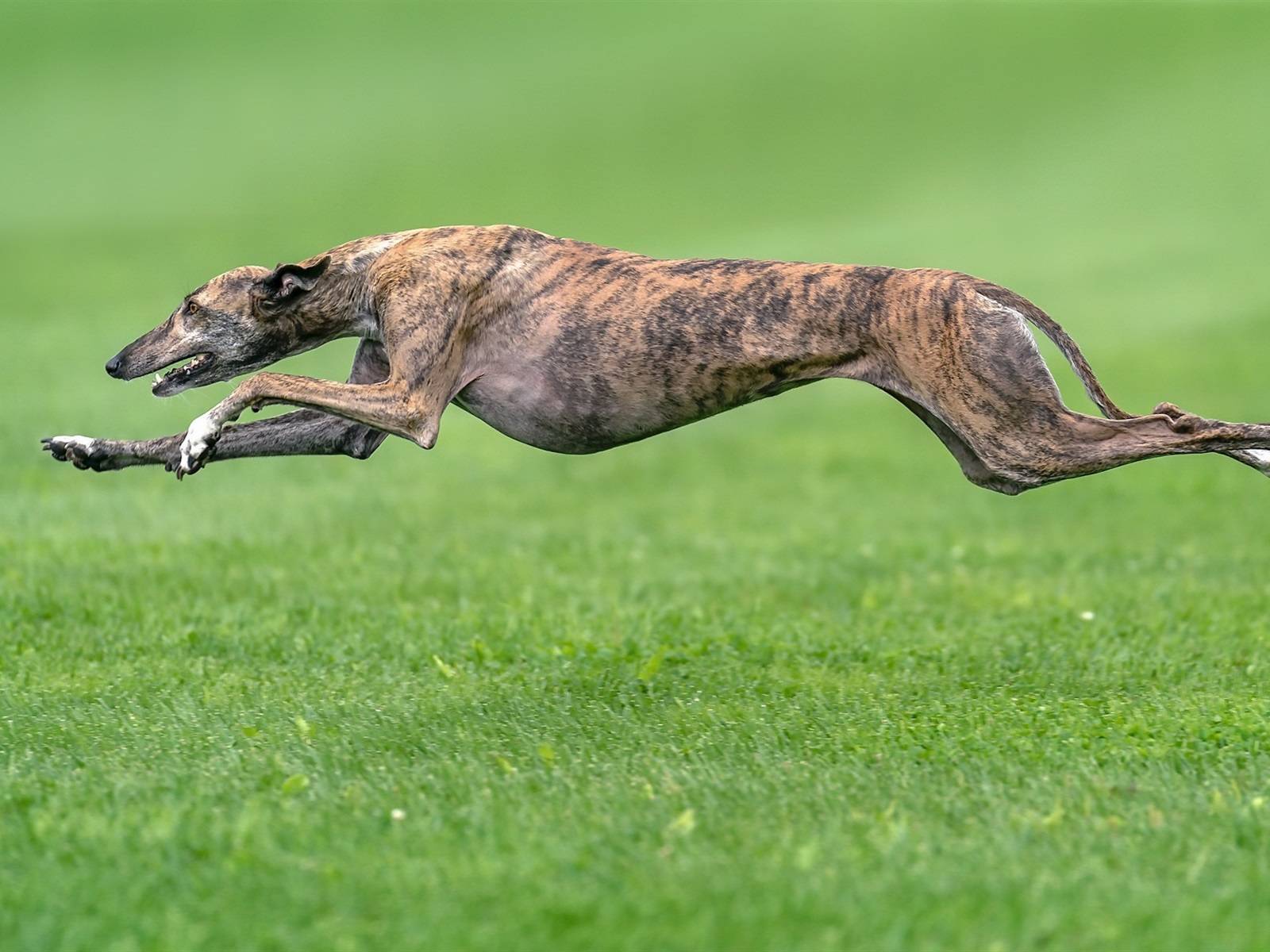 Какая порода собак считается самой быстрой: от чего зависит скорость