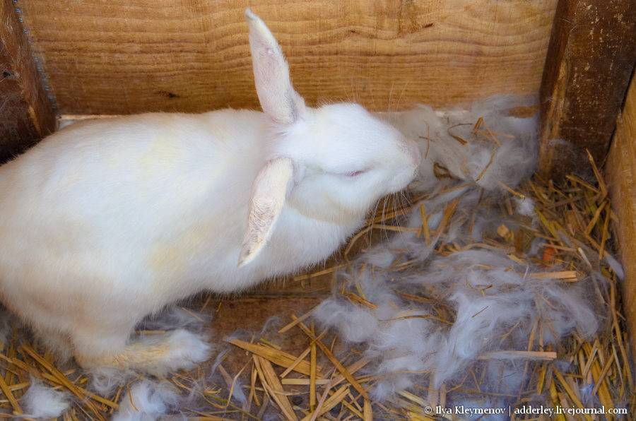 Период беременности у кроликов: сколько длится, как определить срок беременности у кроликов и сколько вынашивают крольчат, ложная беременность
