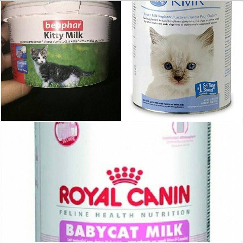 Как и чем кормить новорожденных котят, если у кошки нет молока? | блог ветклиники "беланта"
