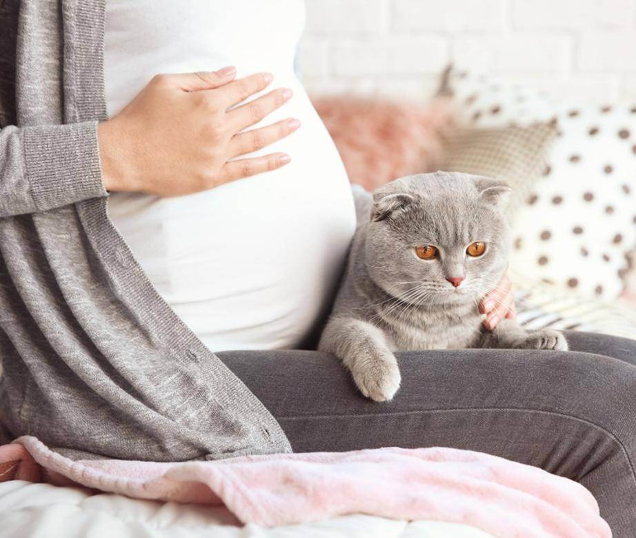 Почему беременным нельзя контактировать с кошками?