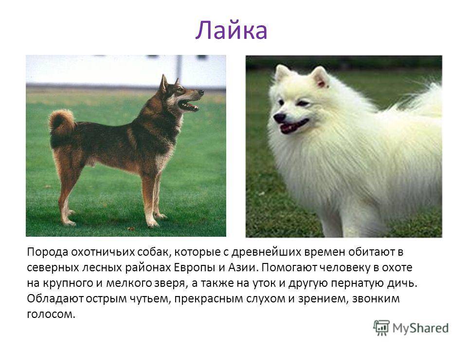 Породы собак и их характеристики с фото