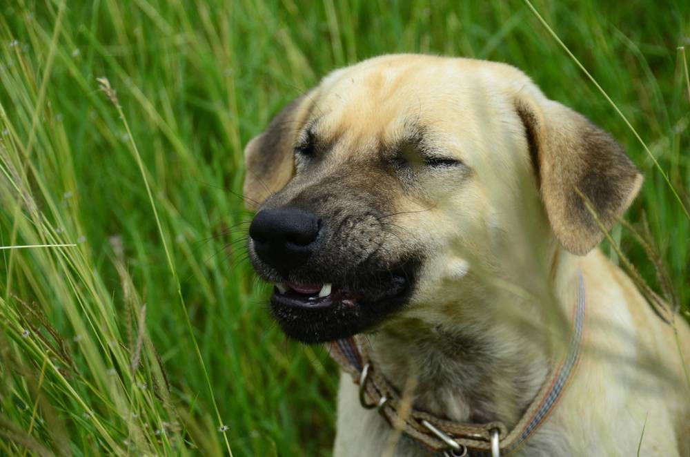 Собака чихает и фыркает: причины и методы лечения, что делать