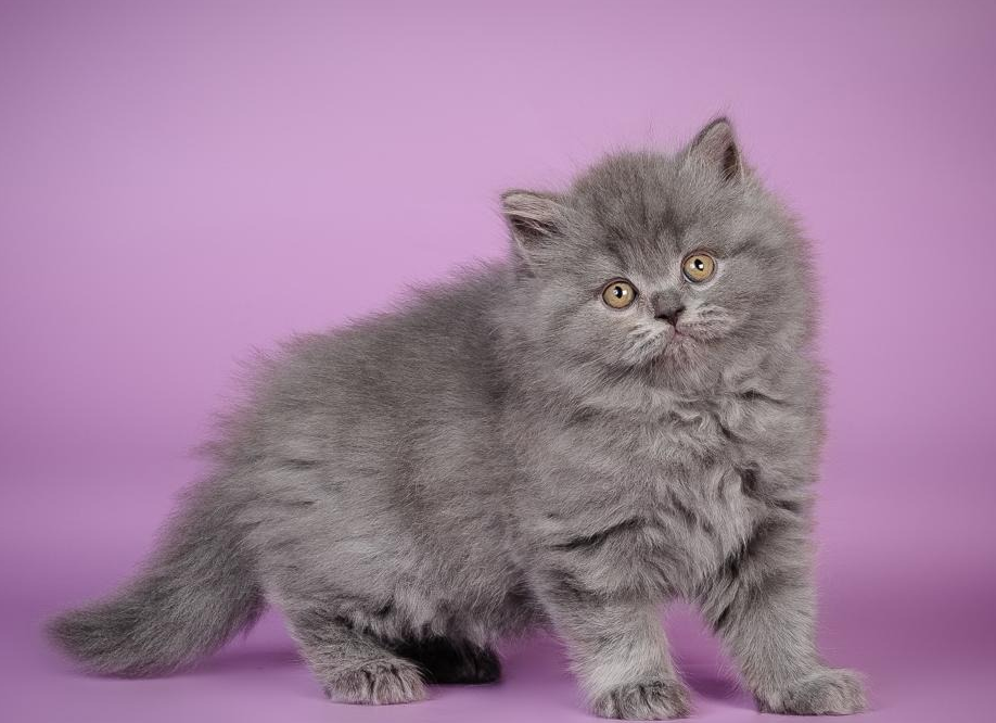 Британская порода кошек: история, внешние особенности, характер, советы по содержанию и уходу, фото британцев