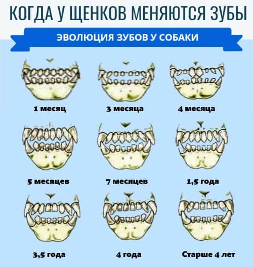 Смена зубов у вашего щенка: когда и как меняются молочные зубы? | hill's