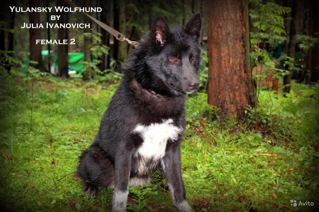 Чехословацкая волчья собака: история и стандарт породы, характер, здоровье, уход и содержание (+ фото и видео) | ваши питомцы