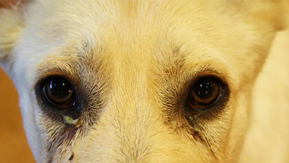 Почему у собаки гноятся глаза: что делать, чем лечить?