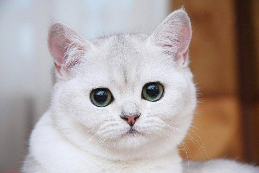 Топ-10 самых красивых пород кошек в мире