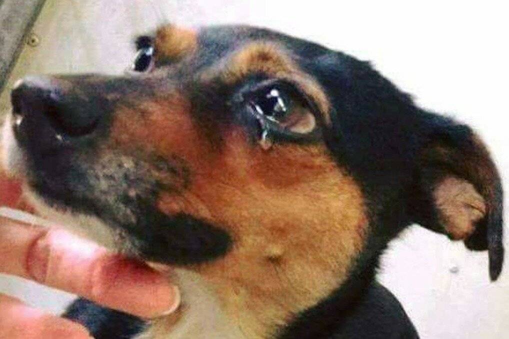 Умеют ли собаки плакать и как понять что у пса текут слезы от эмоций