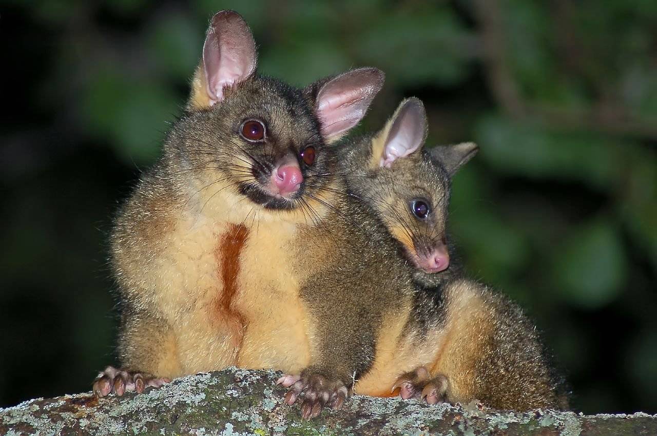 Самые необычные животные австралии: фото с описанием