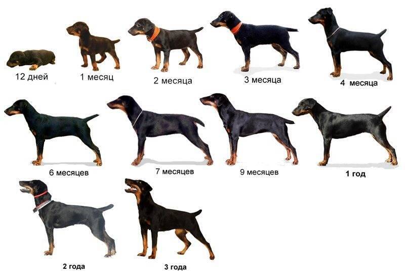До какого возраста растут собаки - мелких, средних и крупных пород