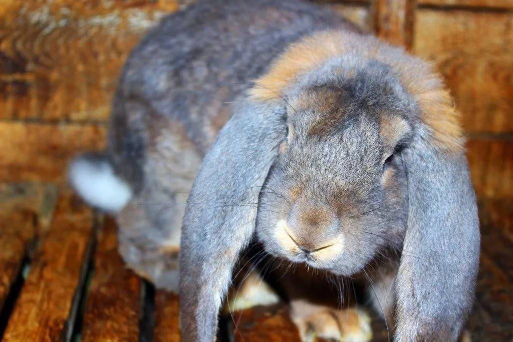 Порода кроликов французский баран: описание, отзывы