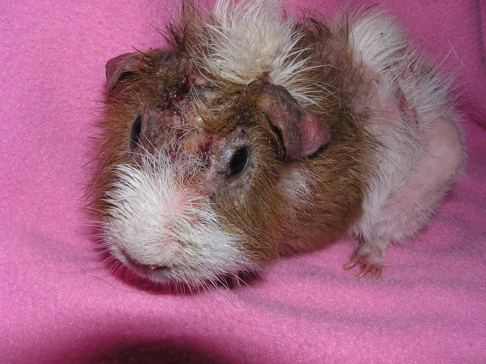 Болезни морских свинок: симптомы и лечение
