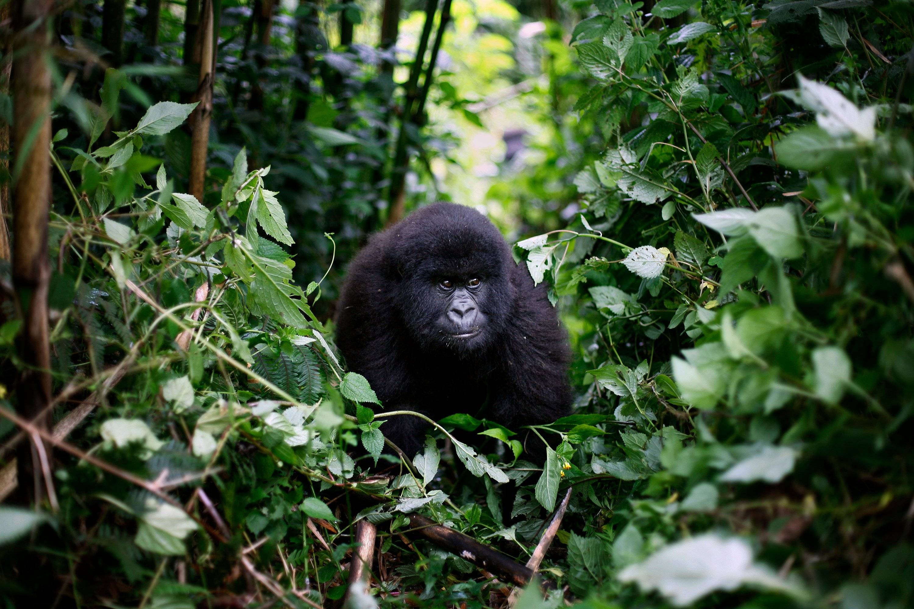 Любопытные факты о гориллах :: инфониак