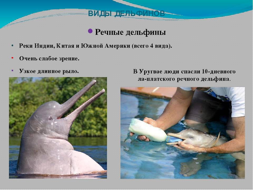 Речной дельфин. образ жизни и среда обитания речного дельфина | животный мир