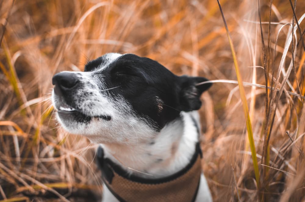 Что делать если собака чихает и фыркает?