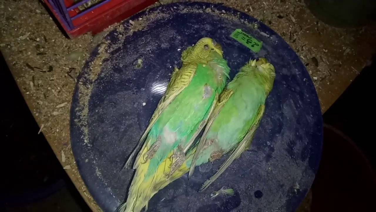 Как понять и почему умирают волнистые попугаи в домашних условиях?