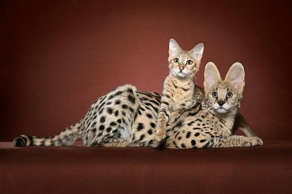 «они что, золотые?»: топ-10 самых дорогих пород кошек в мире
