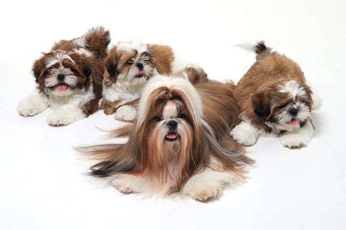 Плюсы и минусы ши-тцу: отзывы владельцев о достоинствах породы и недостатках характера собак