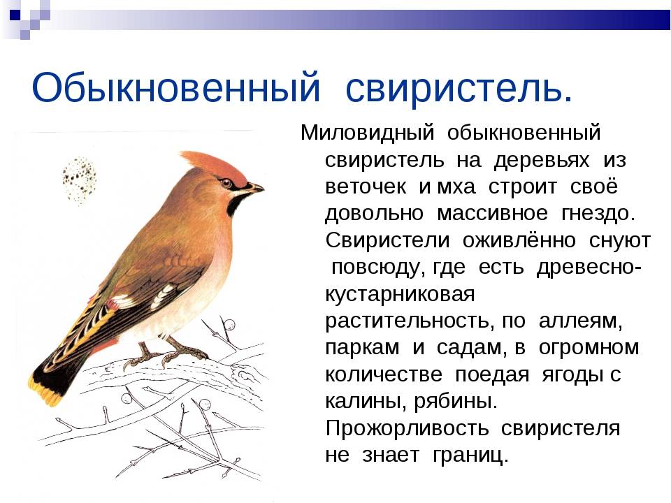 Свиристель — интересные факты о птице