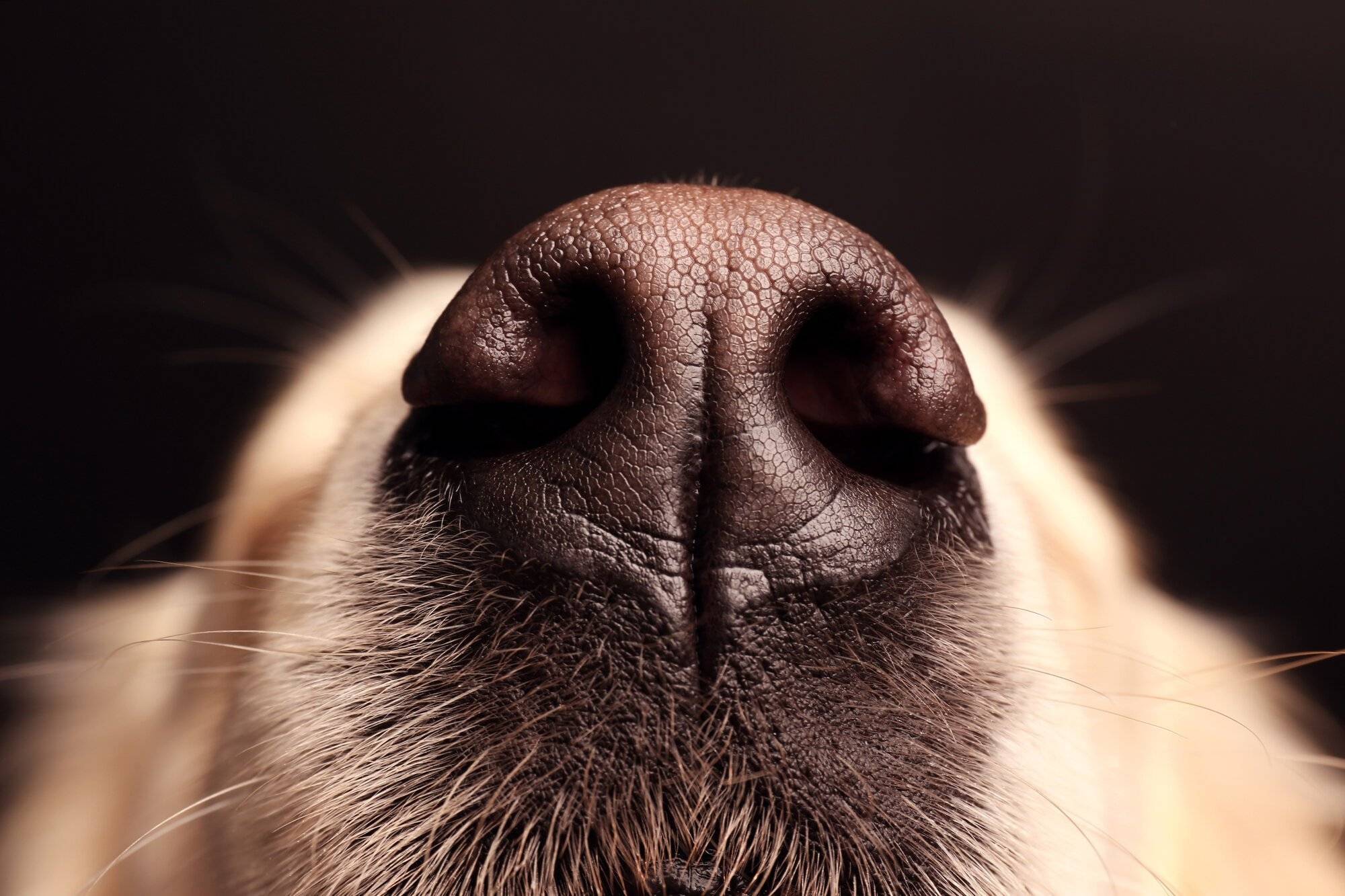 Топ 7 причин почему у собаки сухой нос