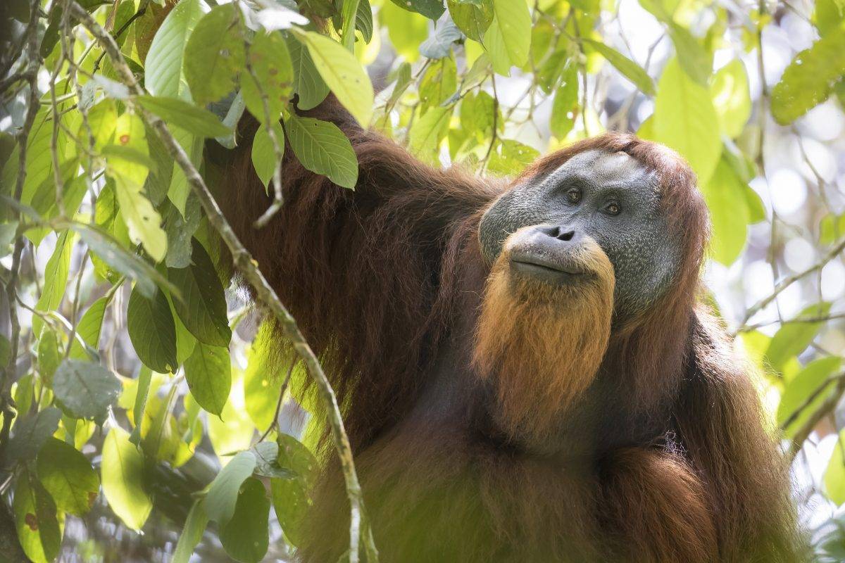 Орангутанг обезьяна. образ жизни и среда обитания орангутана | животный мир