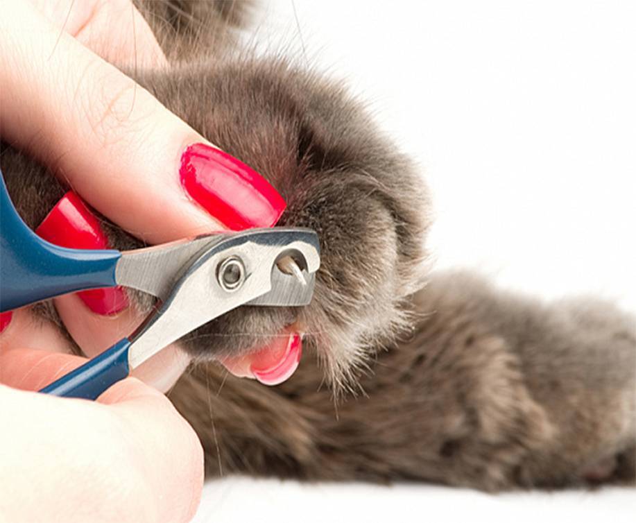 Как правильно подстригать когти кошке: правила стрижки и необходимый инструмент в домашних условиях