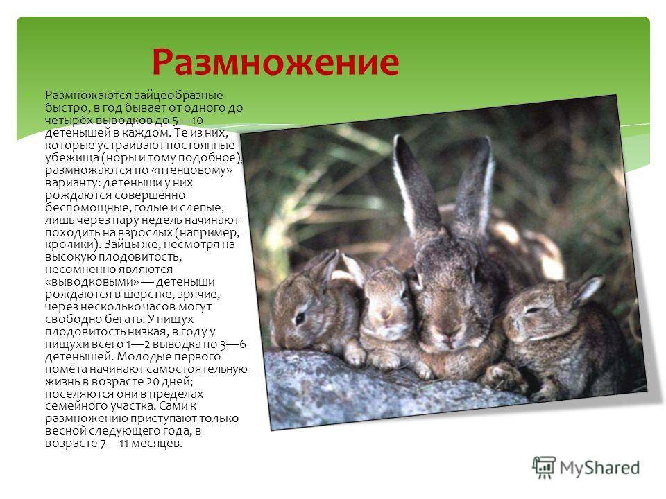 Являются ли кролики грызунами? — сходства и различия — сайт эксперта по животным — howmeow