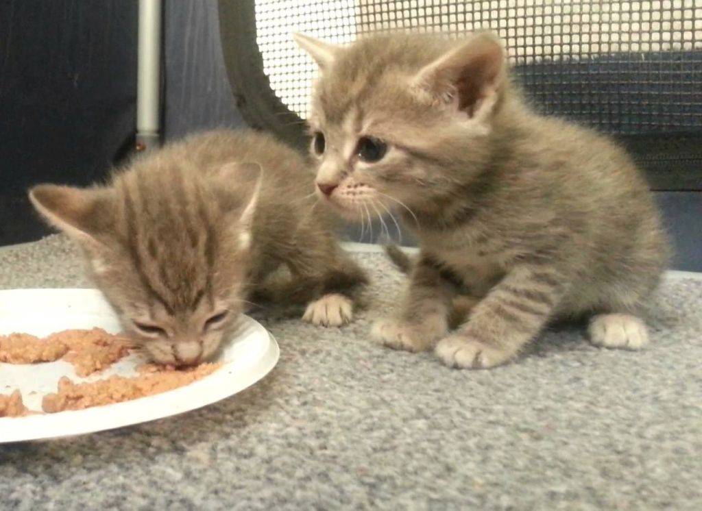 Когда котята начинают есть самостоятельно?