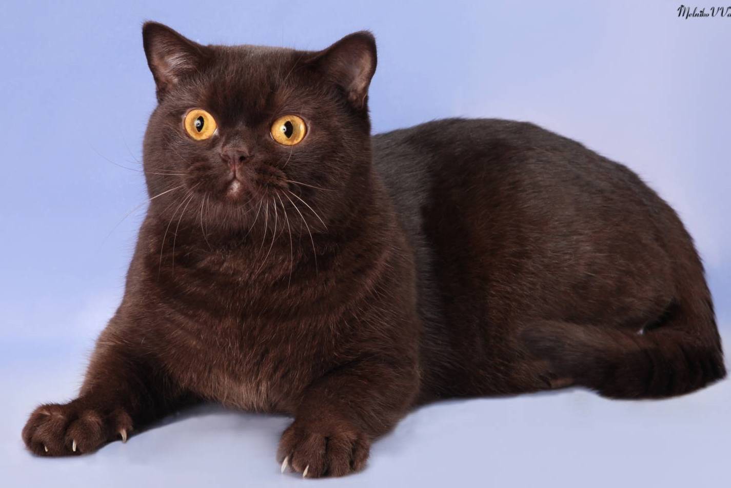 Йоркская шоколадная кошка: эстетика вкуса | ваши питомцы