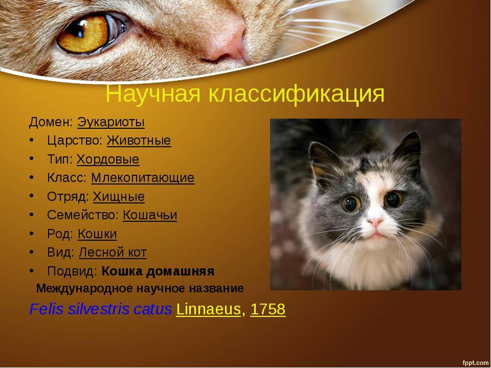 Кошачьи - описание семейства, виды, названия и фото животных