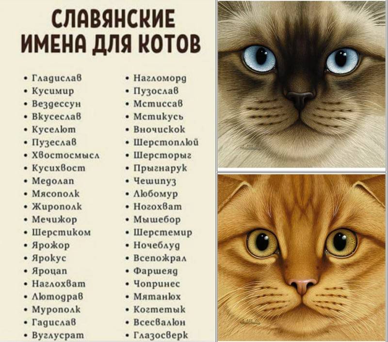 Русские клички | имена для кошек со значением | тайна имени