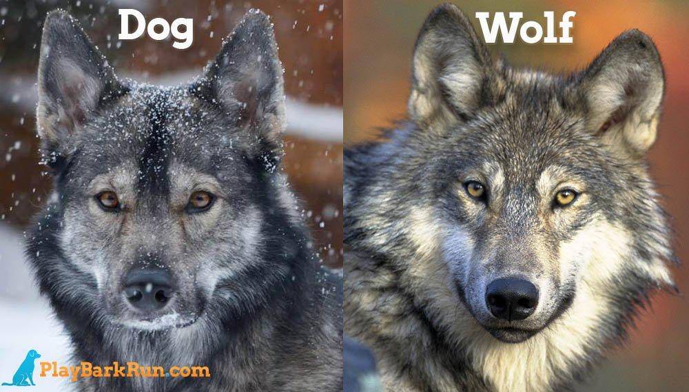 Как отличить волка от собаки | отличие следа, сходства, фото