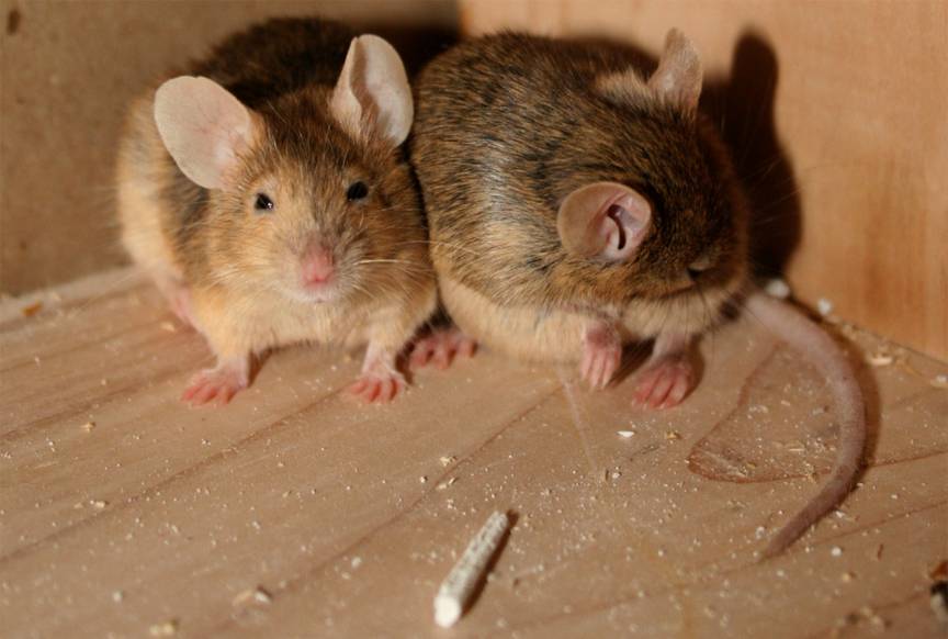 Домашние крысы не столь просты как кажутся. домашняя крыса уход и содержание
